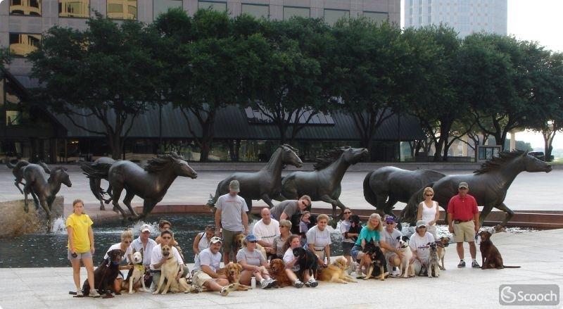 Mustangs at Las Colinas