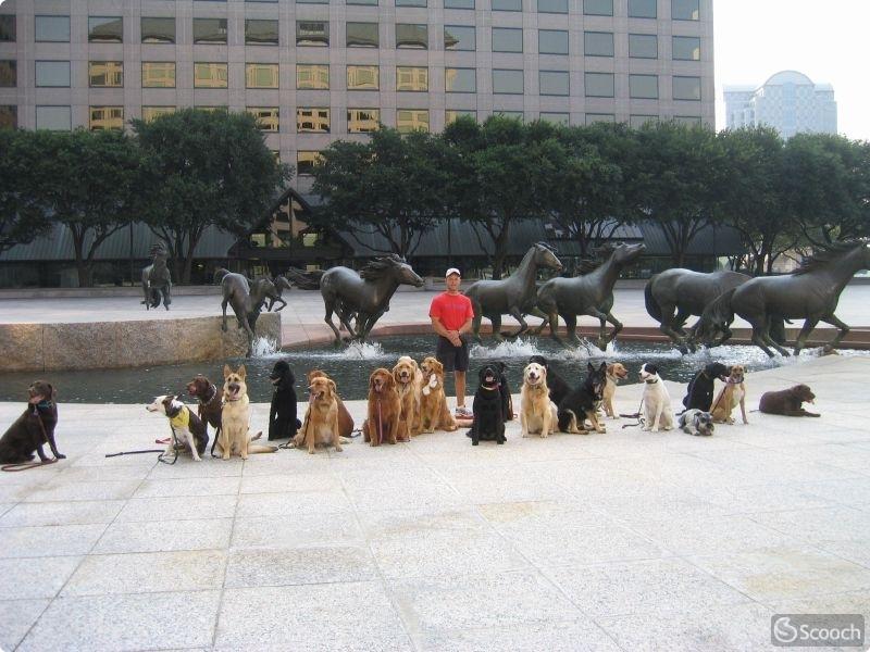 Mustangs at Las Colinas