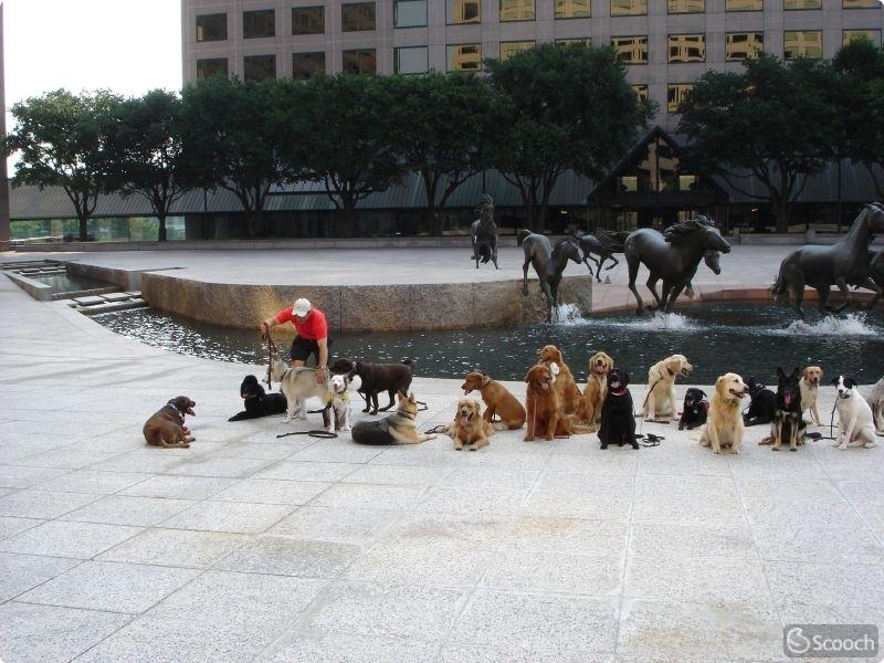 Mustangs at Las Colinas