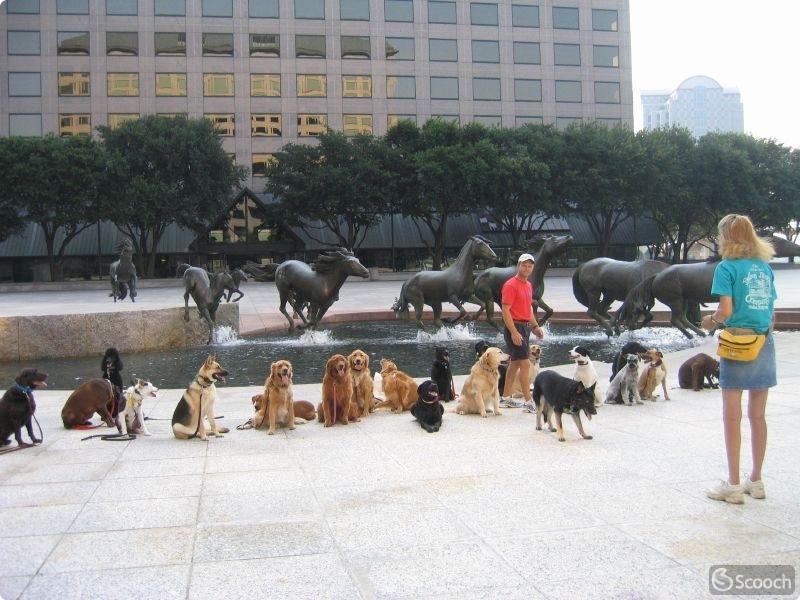 Mustangs at Las Colinas