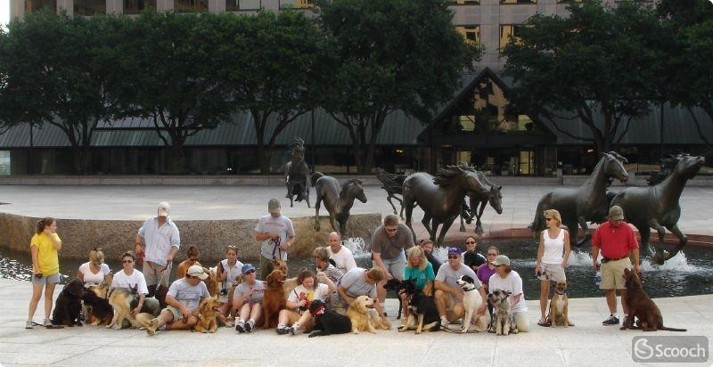 Mustangs at Las Colinas