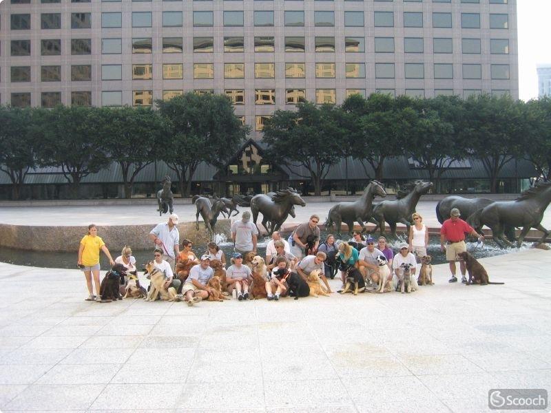 Mustangs at Las Colinas