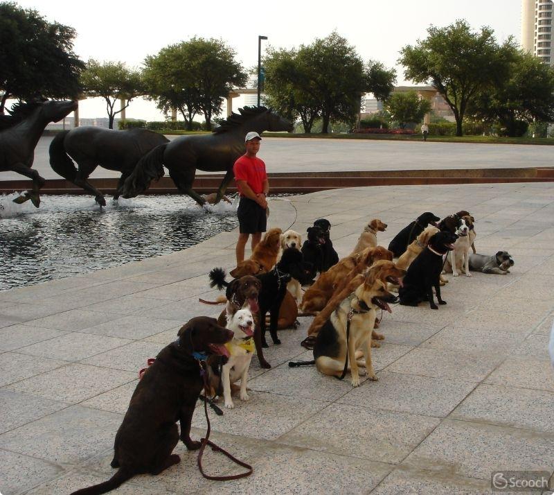 Mustangs at Las Colinas