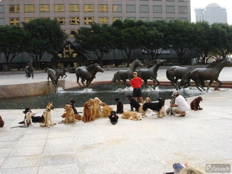 Mustangs at Las Colinas