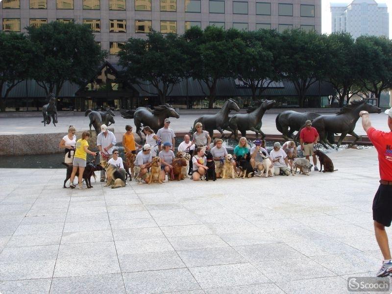 Mustangs at Las Colinas