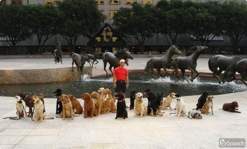 Mustangs at Las Colinas