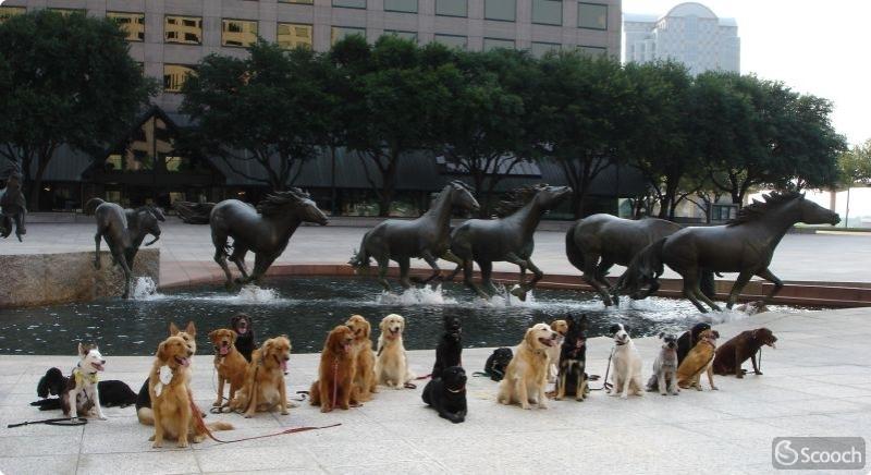 Mustangs at Las Colinas