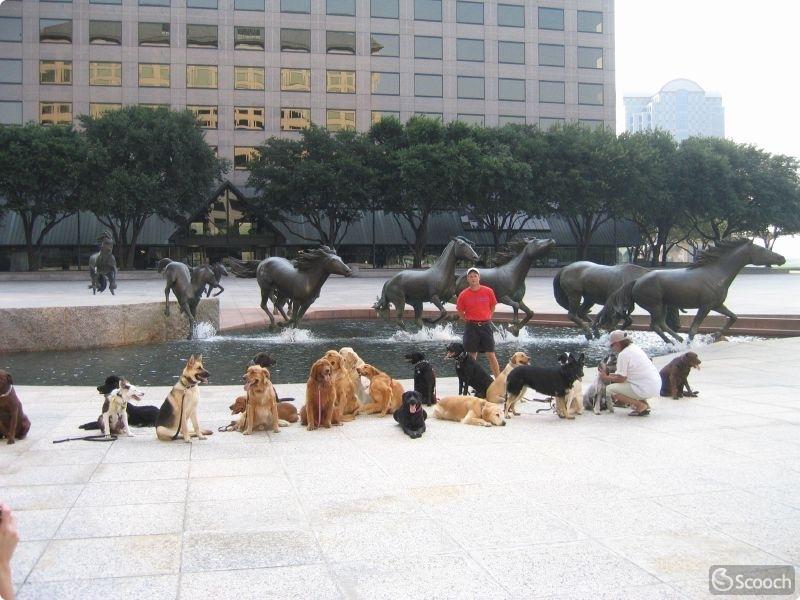 Mustangs at Las Colinas