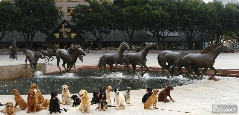 Mustangs at Las Colinas